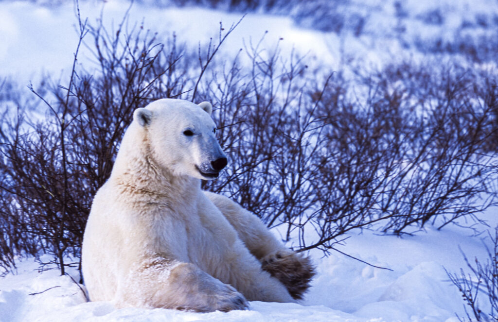 One polar bear (Ursus maritimus) in the Churchill willows along the Hudson Bay, waiting for the bay to freeze over so it can begin the hunt for ringed seals. Taken in Cape Churchill, Manitoba, Canada.