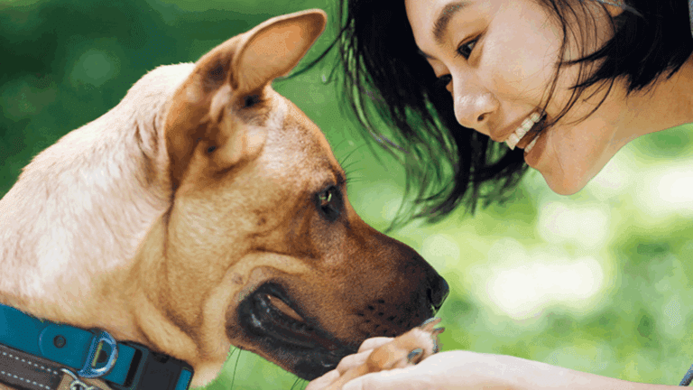 Dog giving a handshake to its owner in a park